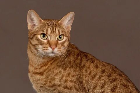 Оцикет кошка