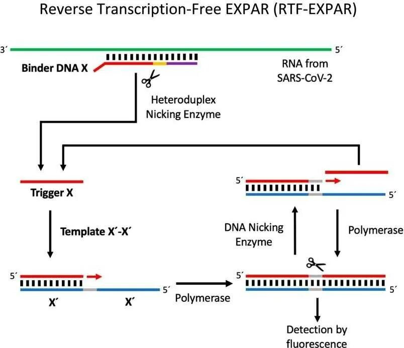 Вирусный транскрипция. Полимеразная цепная реакция с обратной транскрипцией (от-ПЦР. ПЦР С обратной транскрипцией (от-ПЦР, RT-PCR) используется для. ПЦР С обратной транскрипцией. Обратная транскрипция схема.