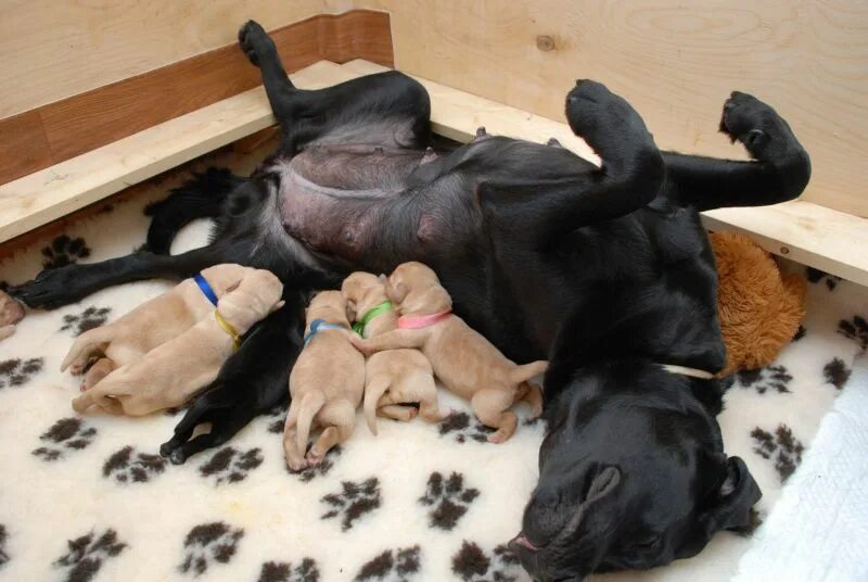 Родился один щенок в помете. Новорожденный щенок лабрадора. Новорожденные лабрадоры. Новорождённые щенки лабрадора. Помет щенков.