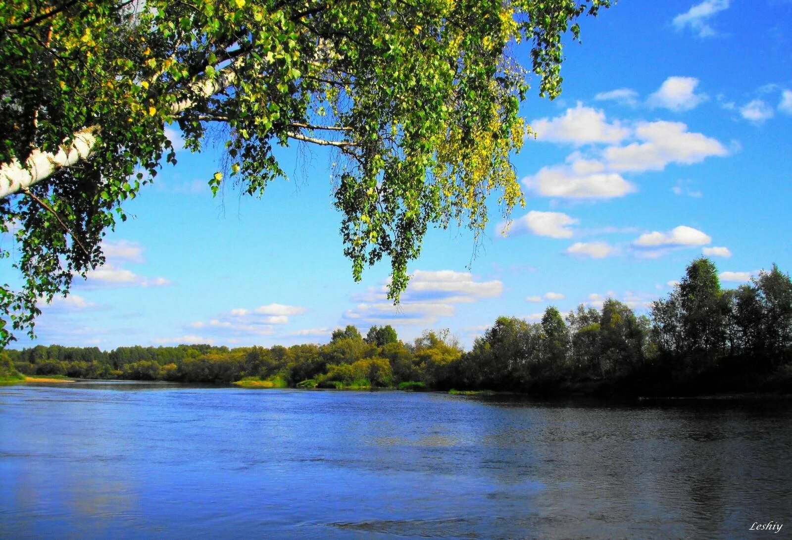 Березки водохранилище. Волга река березка. россия просторы березки реки. река волга природа береза. шилово река березка.