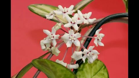 Australis