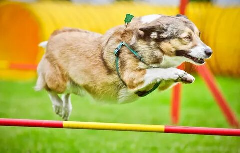 Dog run