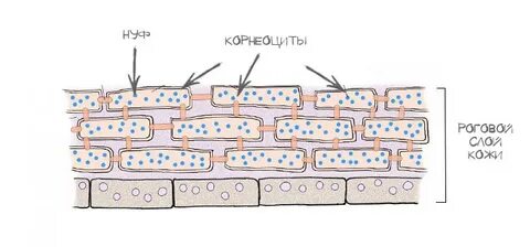 Нуф состав