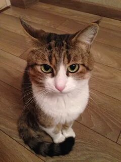 Коте дурак