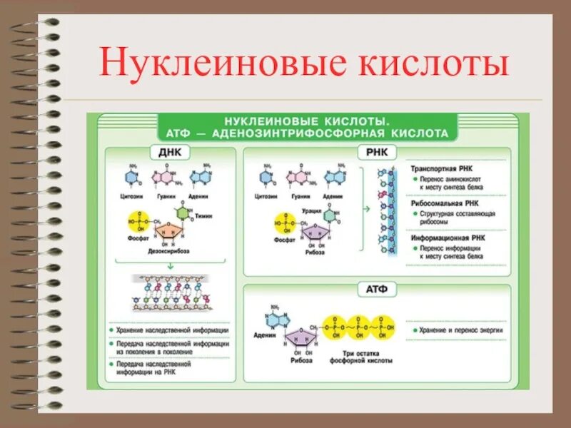 Биология 29 9 класс. Строение нуклеиновых кислот биология 10 класс. Строение и функции нуклеиновых кислот биология 10 класс. Органические вещества: нуклеиновые кислоты строение. 1. Строение и функции нуклеиновых кислот.