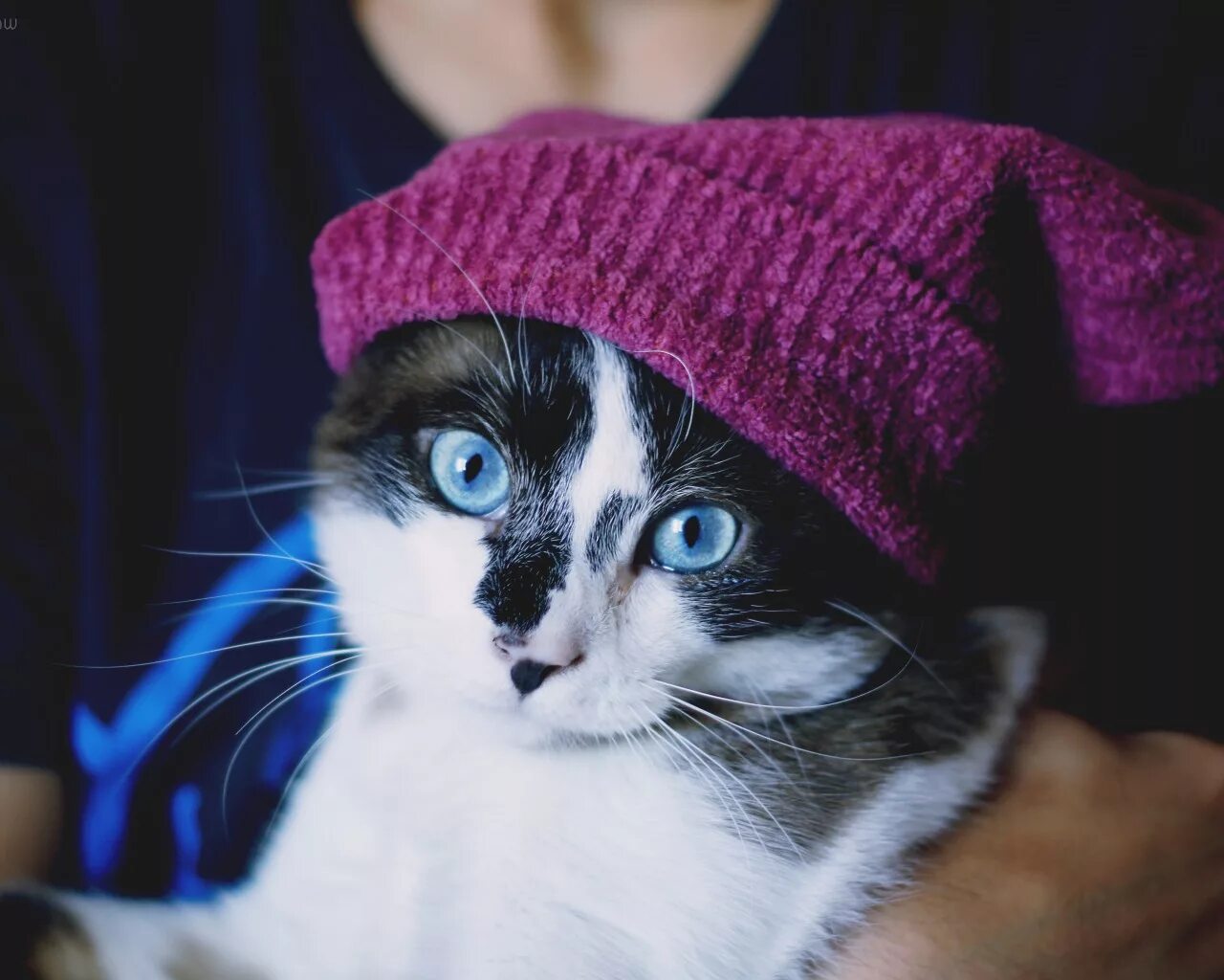 Милые котики в шапочках. Кошка в капюшоне. Новогодняя кошачья мордочка. Котенок в шапочке. Аватарки кот в шапке.