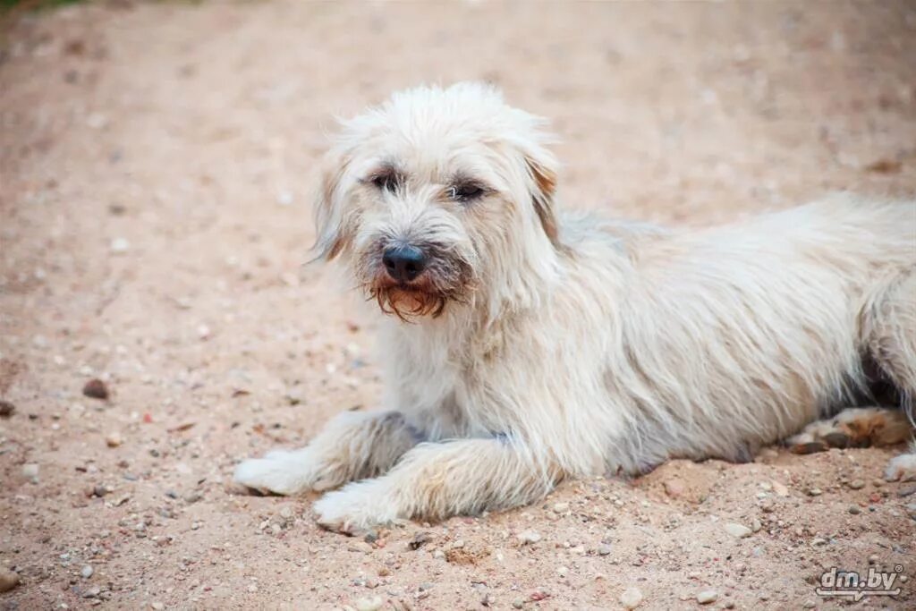 Мальтипу груминг. Маркиз собака. Маркиз собака. Какая собака была у лейстрида. Маркиза собака.