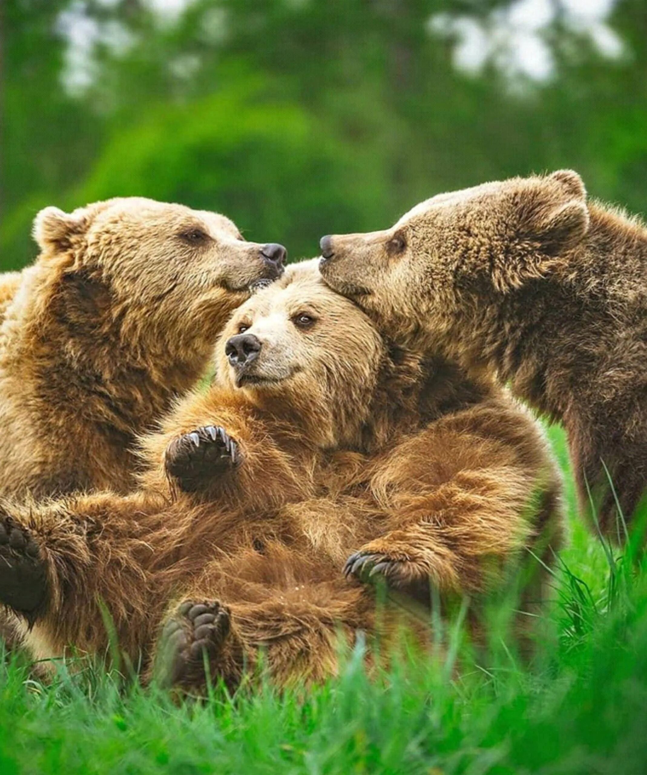 Фотографии 3 медведей. Бурый медведь Пестун. Семья медведей медведь Медведица медвежата. Медведица с медвежатами. Медвежья семья.