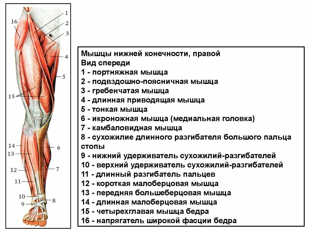 мышечная система (мышцы верхних конечностей. мышцы руки анатомия человека. функции мышц нижних конечностей. мышцы нижних конечностей человека и их функции. строение мышц верхних конечностей.