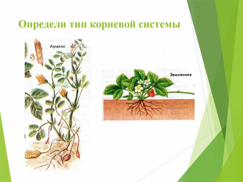 Особенности внешнего строения корня розоцветных. Особенности внешнего строения корня розоцветных