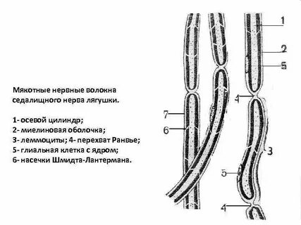 Нерв волокна