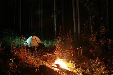 После ночи в лесу в