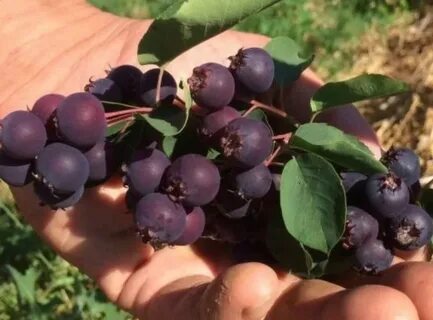 Ирга тиссен описание сорта фото отзывы