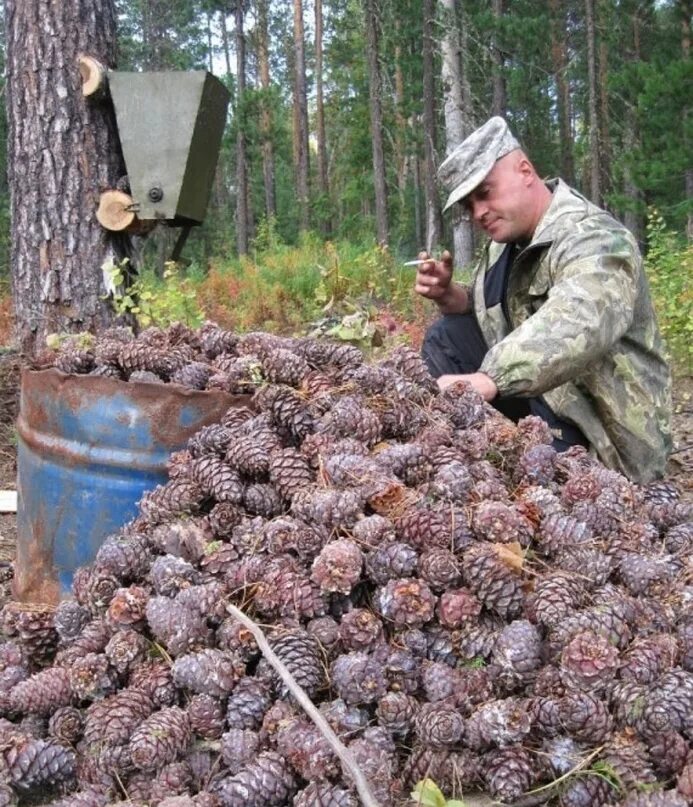 Время собирать шишки. Кедр Сибирский орехи. Сибирский орех Кедровый орех. Кедровые шишки. Сбор шишек.