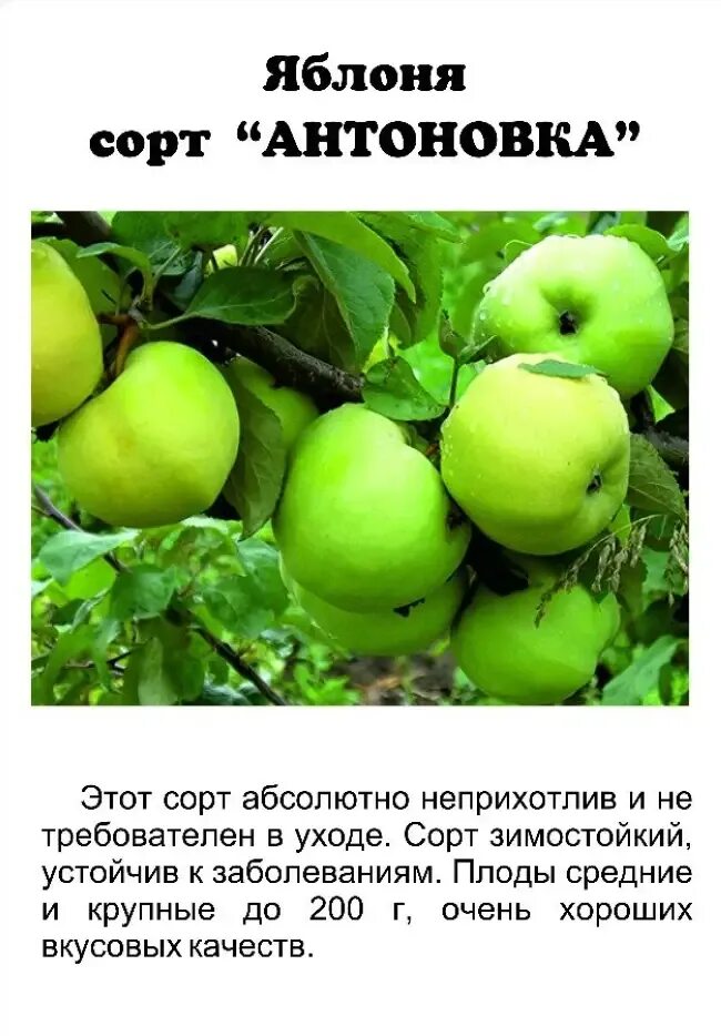 Яблоня детское описание. Сорт яблони Антоновка. Яблоня Антоновка обыкновенная описание сорта. Яблоня штамбовая "Антоновка". Сорт Антоновка яблоня дерево.