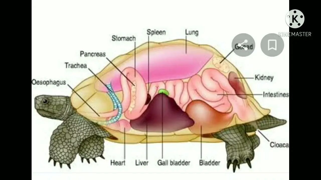 Сердце черепахи поделено на два. Строение красноухой черепахи. Внутреннее строение красноухой черепахи. Строение красноухих черепах. Строение органов красноухой черепахи.