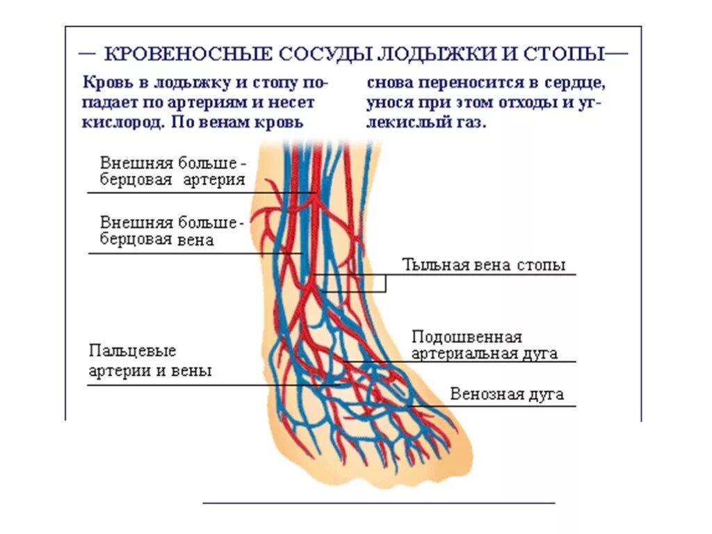 Кровоснабжение голеностопного сустава схема. Голеностопный сустав анатомия строение сосудов. Венозная дуга тыла стопы схема. Артерии и вены стопы анатомия. Основные артерии стопы