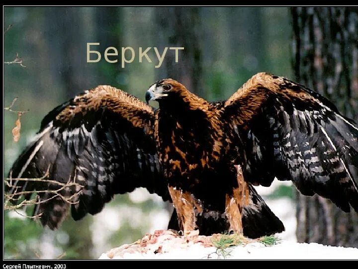 Беркут плюс логотип. Беркут. 2. Беркут феникс. Беркут турфирма пенза.