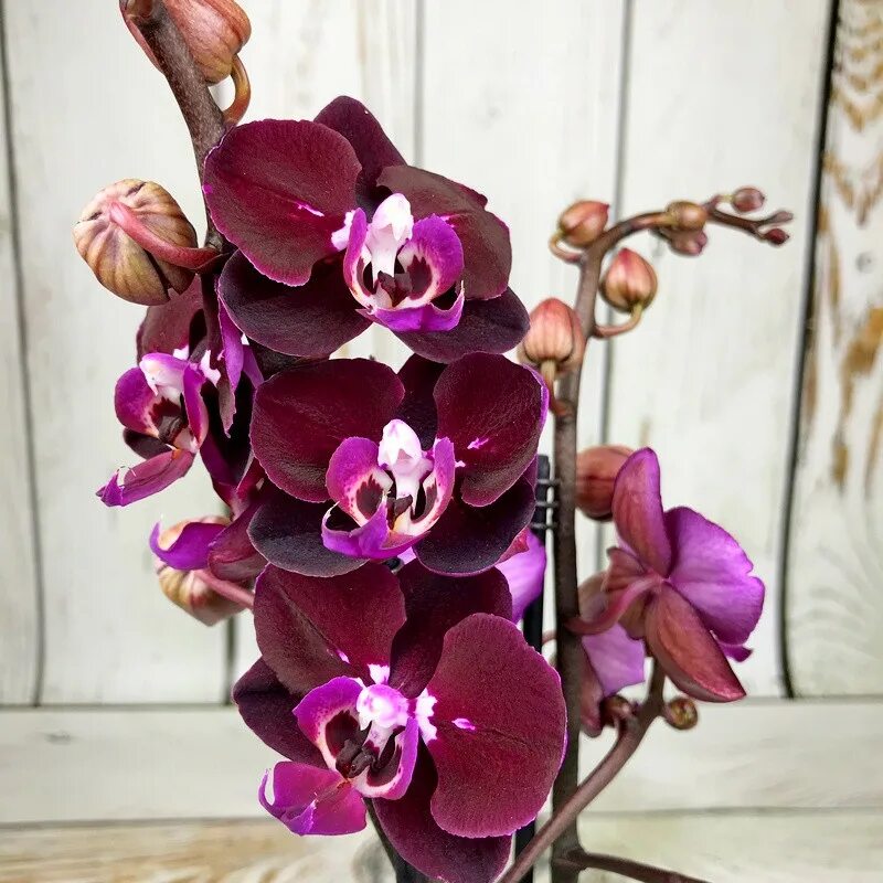 Magdalena орхидея фото Free photo: Orchids Black, Home, Plant Free Download Jooinn