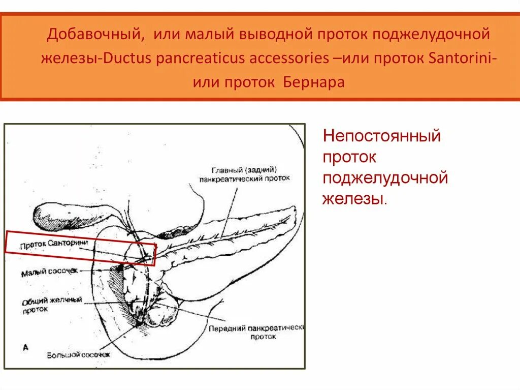Куда открывается проток. Санториниев проток поджелудочной железы. добавочный проток поджелудочной. малый проток поджелудочной железы. поджелудочная железа железа выводной проток.