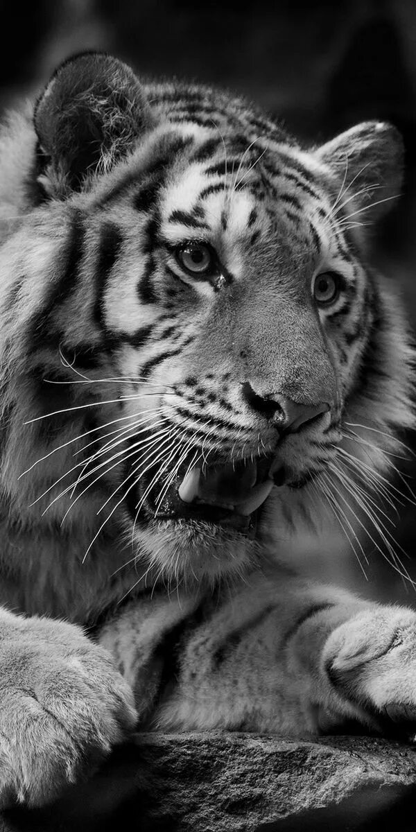 Белый тигр. Тигр на заставку. Тигр черно белый. Морда тигра. Закачать ее на телефон