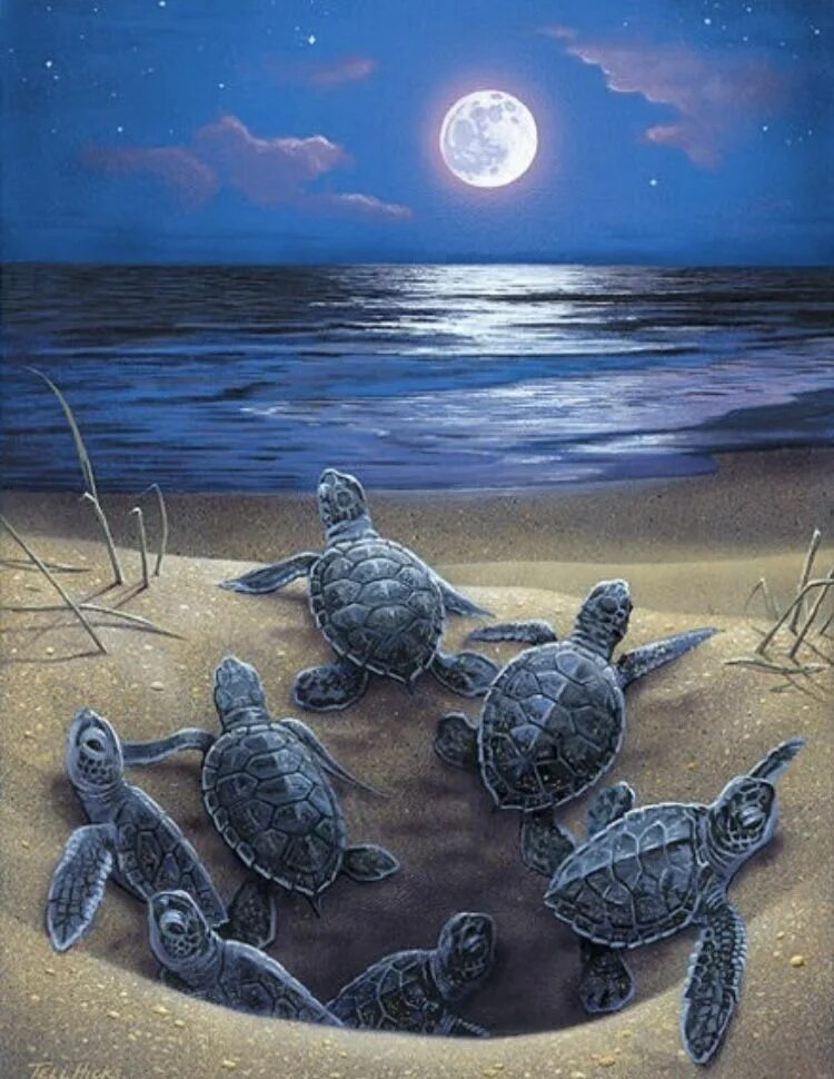 Возможность изображения картинки на экране холста turtle