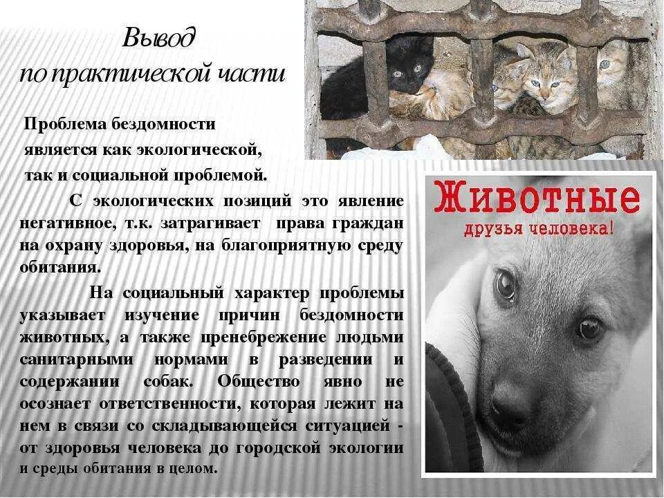Закон приюту для животных. Бездомные животные проект. проект про бездомных животных. вывод на тему бездомные животные. презентация про бездомных животных.