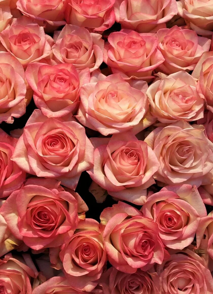 Картинки розе на заставку телефона. Розовые розы. Красивые цвета роз. Розы фон. Шикарные розовые розы.