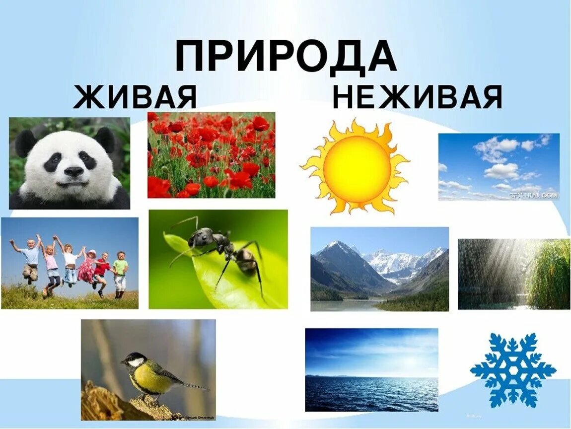 Живая и неживая природа. Дивая и неживаяприрода. Дивая и не Дивая природа. Живпя иине Живая припода.