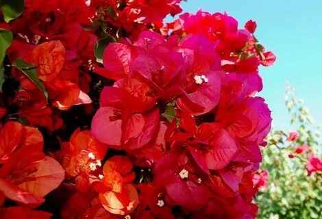 Double red