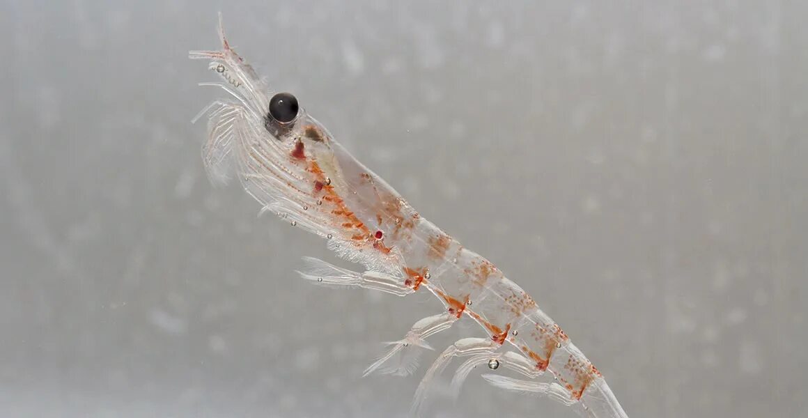 Animal A Day! Antarctic krill, Krill, Krill oil