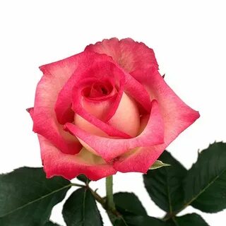 Classic rose
