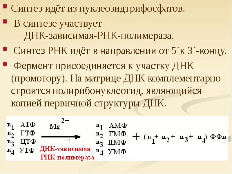 При синтезе рнк наращивается ее какой конец