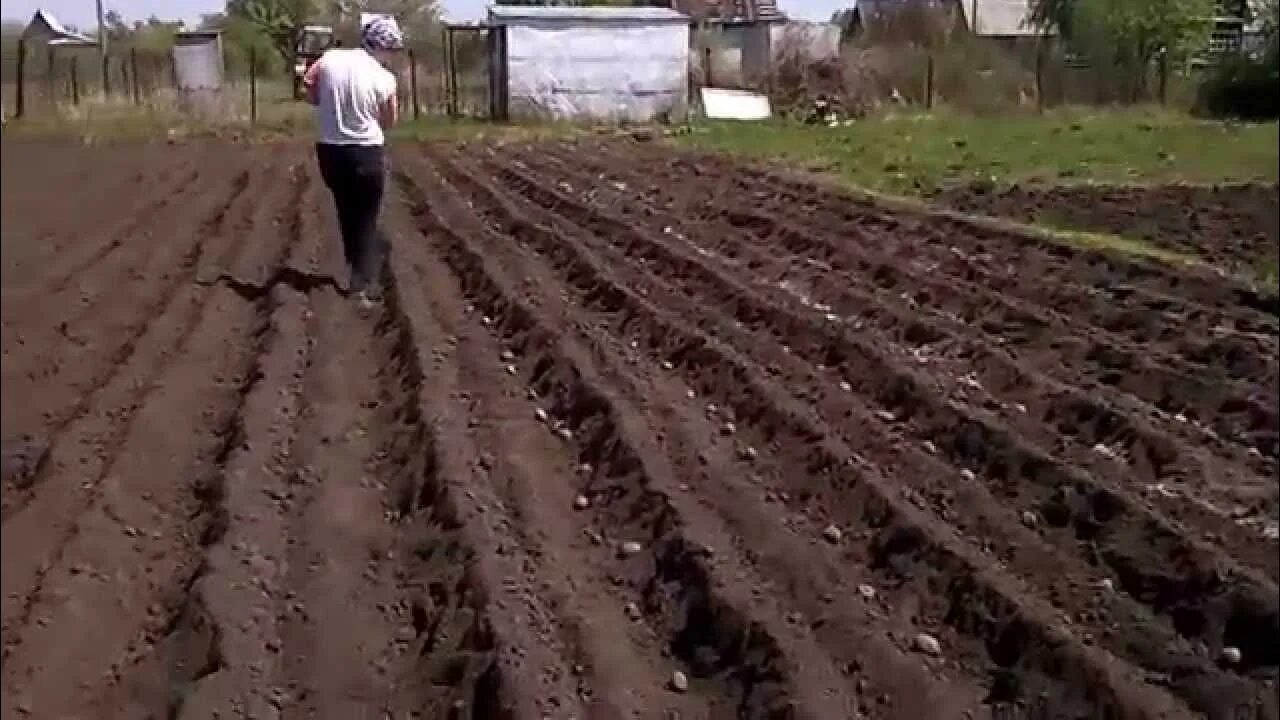 Как сажать картошку лопатой видео