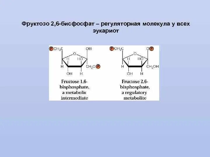 Расщепление фруктозо 1 фосфата. Образование д фруктозо 1. Регуляция ферментов гликолиза. Фруктозо 1 6 бисфосфат. Фруктозо 16 бисфосфат.