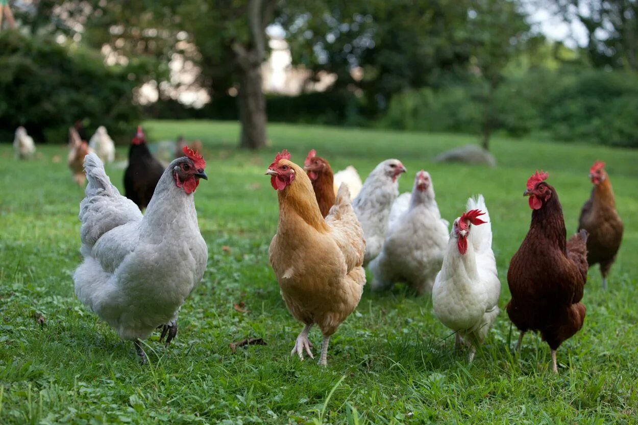 O chicken