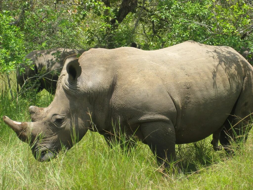 Носорог в Юго-Восточной Азии. Носорог в профиль. Стефаноринус. Животные Мозамбика.
