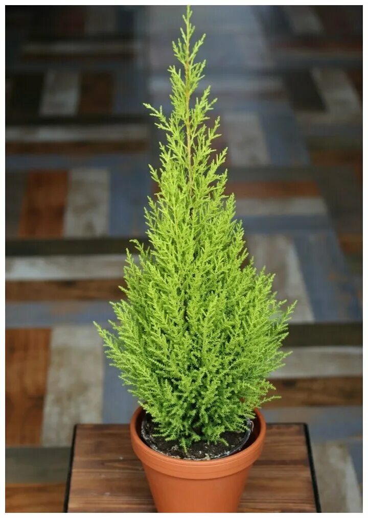 Кипарис голдкрест вилма. Кипарис купрессус. Купрессус голдкрест. Купрессус микрокарпа. Купрессус голдкрест вилма 14/60.