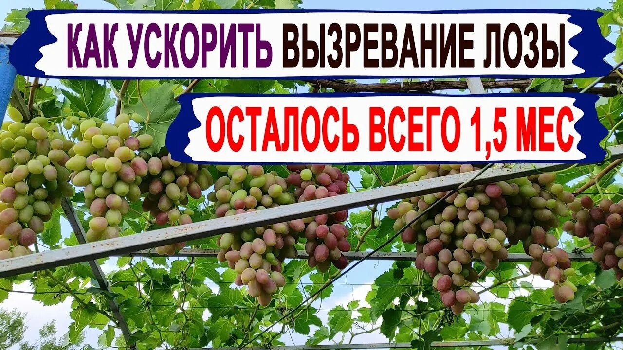 Как ускорить вызревание лозы