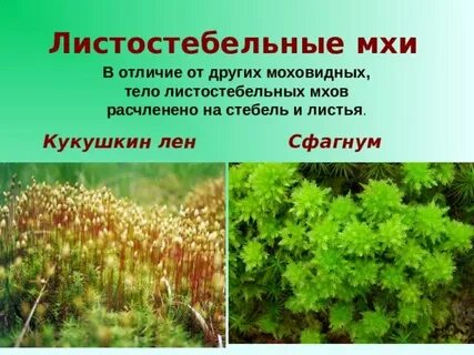 Тема моховидные