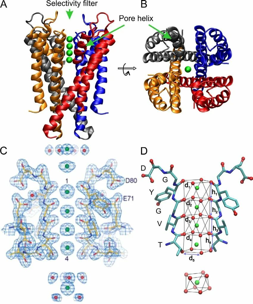 First structure. MHC structure. Структура e1. Изатуксимаб. IGNAR structure.