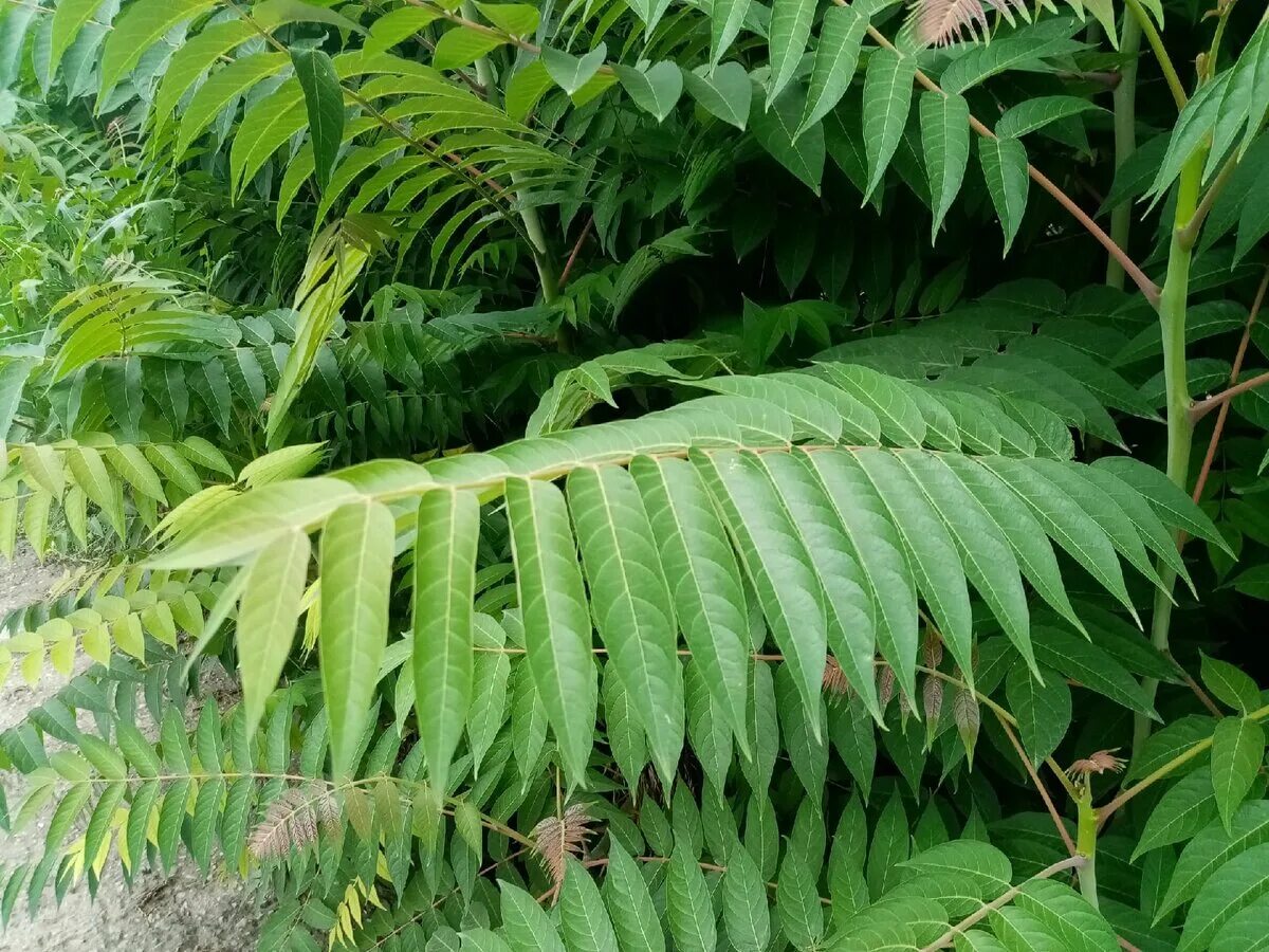 Дерево вонючка Айлант. Ailanthus altissima Айлант высочайший. Айлант высочайший китайский ясень. Ailanthus altissima растение. Листосос ясеневый 6 букв