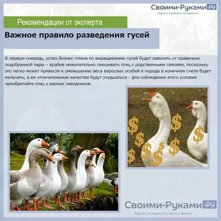Сколько растить гуся