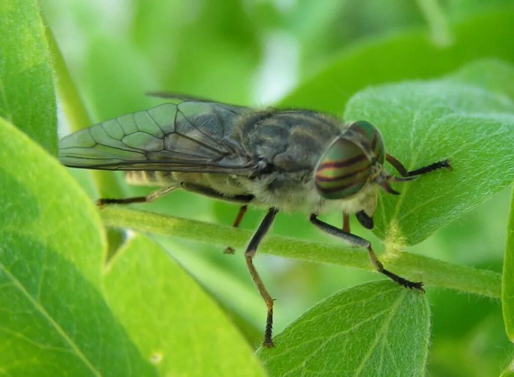 Слепень бычий Tabanus bovinus. Паут Овод слепень. Tabanus sudeticus. Слепень златоглазка.