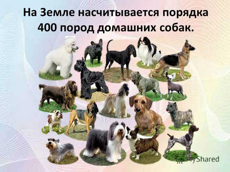 400 пород собак. Карту 400 пород собак. порода собак насчитывается на земном шаре. на земле насчитывают.
