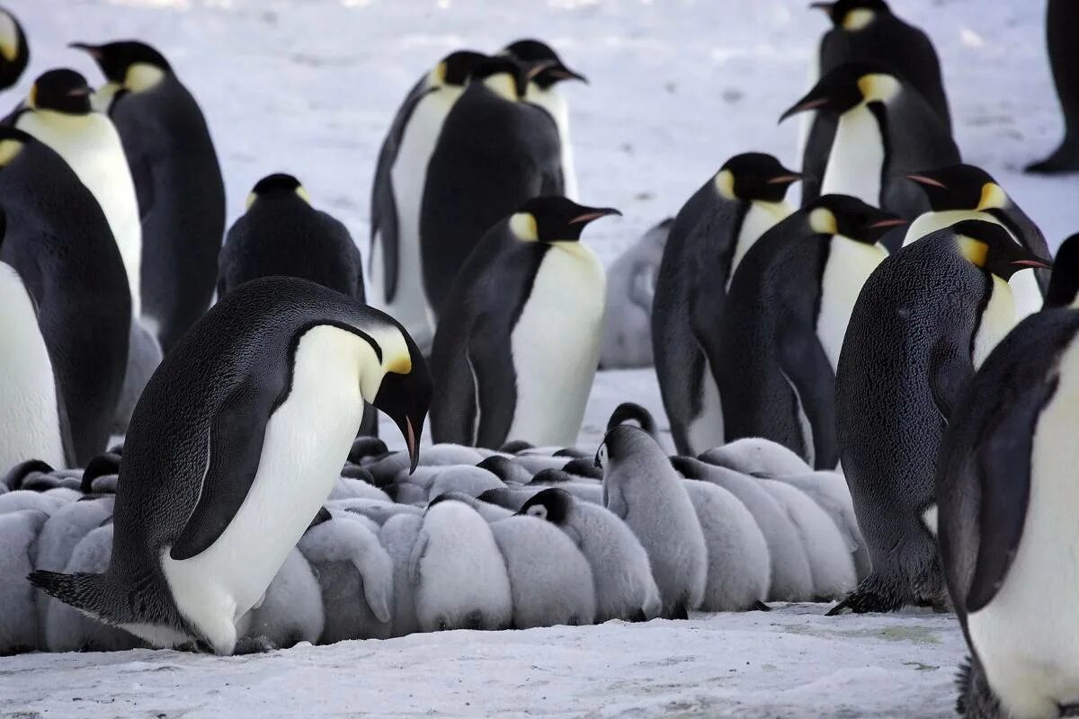 Emperor penguin. Императорский Пингвин в Антарктиде. Антарктический Императорский Пингвин. Животные Антарктиды Императорский Пингвин. Королевский Пингвин в Антарктиде.