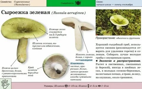 Сыроежки разбор по составу