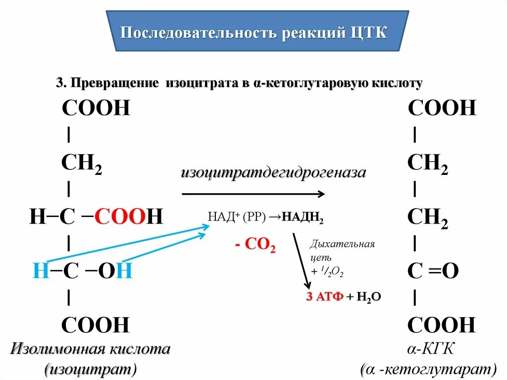 Альфа кетоглутарат реакция. Кетоглутарат ЦТК. Α-кетоглутаровую кислоту. Альфа-кетоглутаровая кислота в кетоглутарат. Кислоты образуются в результате превращений