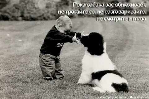 Пока собак