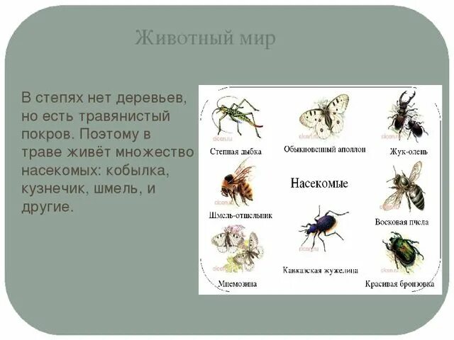 Тип покрова насекомых